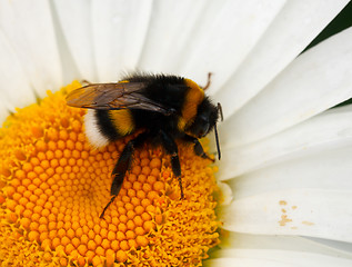 Image showing Bumblebee.