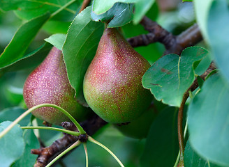 Image showing Pears