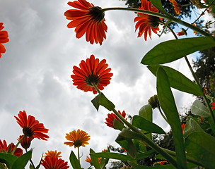 Image showing Calendula.