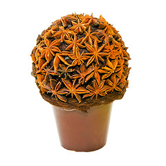 Image showing Anise plant