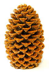 Image showing Pinecone