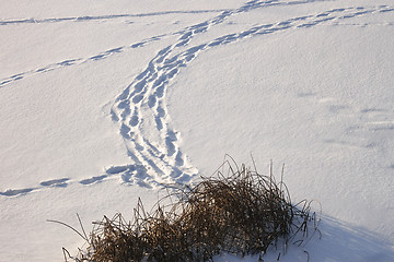 Image showing Traces on ice covered with snow