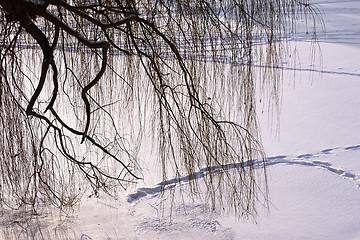 Image showing Willow branches over frozen river