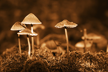 Image showing Group mushrooms. Sepia