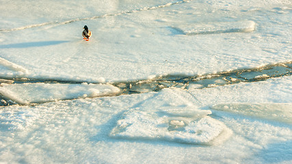 Image showing Duck on ice