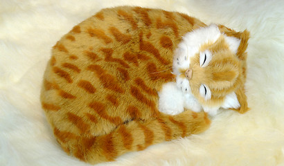 Image showing Sleeping Cat