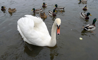 Image showing Swan on a Pond