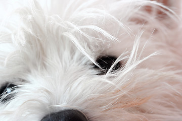 Image showing West highland terrier