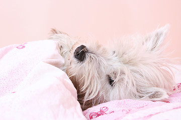 Image showing Dog sleeping.