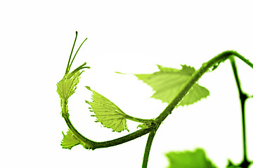 Image showing Grape leaf