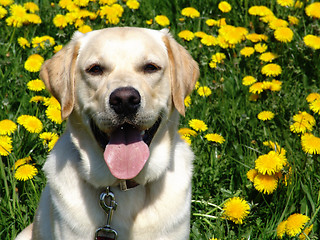 Image showing paul in dandelions