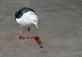 Image showing Seagull eating