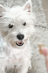 Image showing West highland white terrier