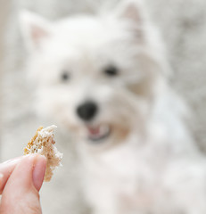 Image showing West highland white terrier