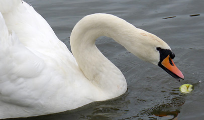 Image showing Swan on a Pond