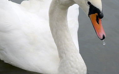 Image showing Swan on a Pond