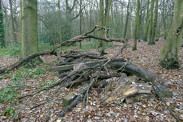 Image showing Trees in the Woods