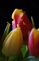 Image showing First tulips