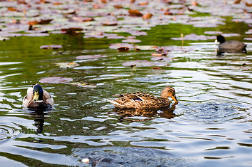 Image showing ducks in water of lake