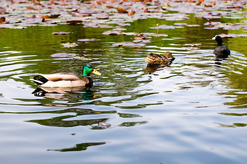 Image showing ducks in water of lake