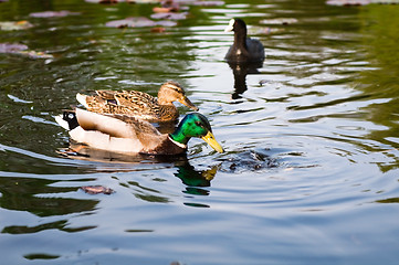 Image showing ducks in water of lake