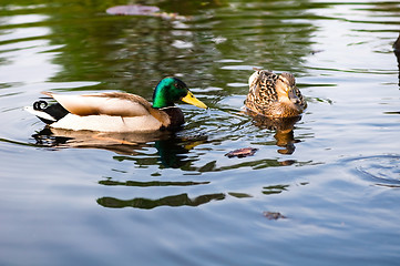 Image showing ducks in water of lake