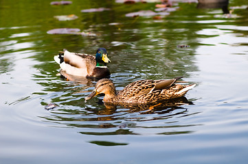 Image showing ducks in water of lake
