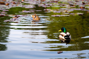 Image showing ducks in water of lake