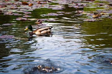 Image showing ducks in water of lake