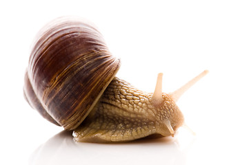 Image showing Snail