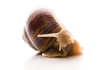 Image showing Snail