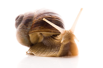 Image showing Snail