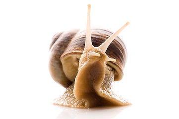 Image showing Snail