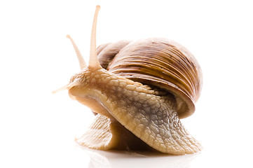 Image showing Snail