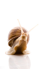 Image showing Snail