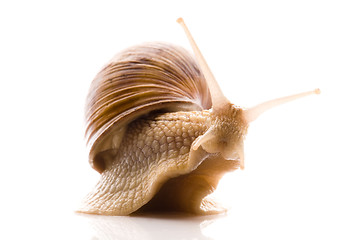 Image showing Snail