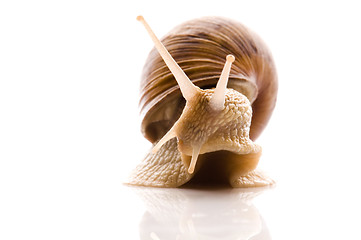 Image showing Snail