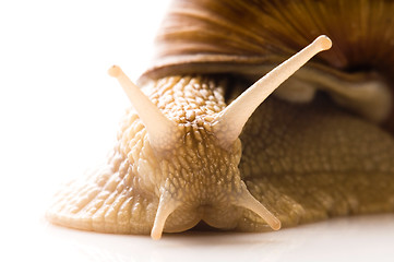 Image showing Snail