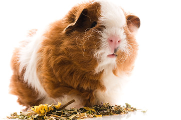 Image showing baby guinea pig. texel