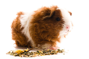 Image showing baby guinea pig. texel