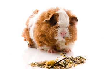 Image showing baby guinea pig. texel