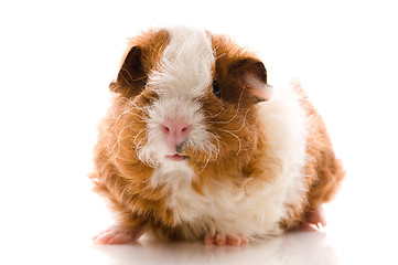 Image showing baby guinea pig. texel