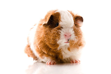 Image showing baby guinea pig. texel