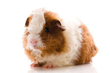 Image showing baby guinea pig. texel