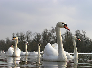 Image showing Swans on a lake