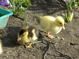 Image showing Ducklings!