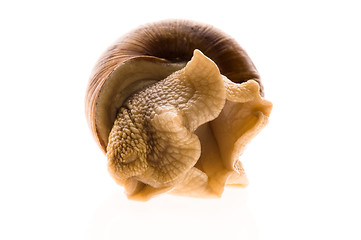 Image showing Snail