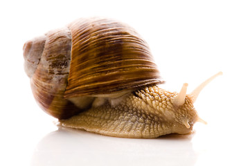 Image showing Snail