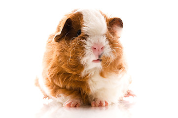 Image showing baby guinea pig. texel