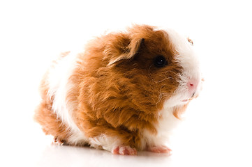 Image showing baby guinea pig. texel